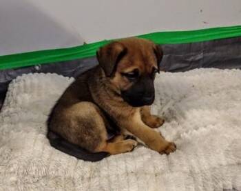 Bugaboo -  Mixed Breed Dog for Adoption in Kansas City, Missouri - Bugaboo | PetCurious