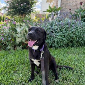Gina -  Labrador Retriever and Pit Bull Terrier Dog for Adoption in Oak Ridge North, Texas - Gina | PetCurious
