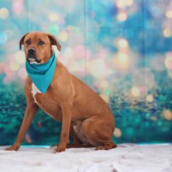 Rescue American Staffordshire Terrier Dogs for Adoption in Austin, Texas - Rhodi JuM | PetCurious