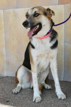 Rescue Smooth Collie and Shepherd Dogs for Adoption in Albuquerque, New Mexico - Detour | PetCurious
