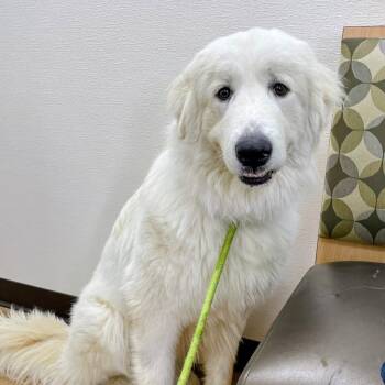 SVAS-Stray-38862 -  Great Pyrenees Dog for Adoption in Lyndhurst, Virginia - SVAS-Stray-38862 | PetCurious