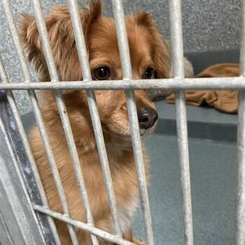 Spaniel Dogs Available for Adoption - Rusty | PetCurious