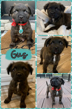Rescue Mixed Breed Dogs for Adoption - Gus | PetCurious