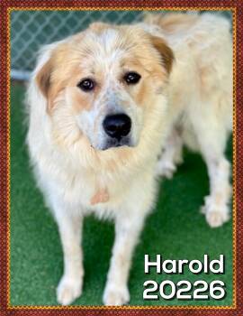 HAROLD -  Great Pyrenees Dog for Adoption in Marietta, Georgia - HAROLD | PetCurious