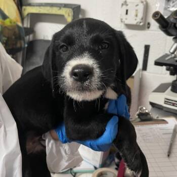 Ludwig -  Mixed Breed Dog for Adoption in Edinburg, Texas - Ludwig | PetCurious