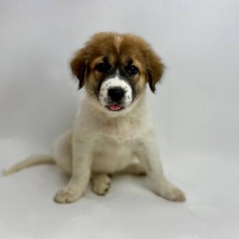 Rescue Great Pyrenees and German Shepherd Dog Dogs for Adoption in Alvin, Texas - Darrell | PetCurious