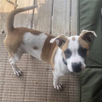 Cali -  Pit Bull Terrier Dog for Adoption in Minneapolis, Minnesota - Cali | PetCurious