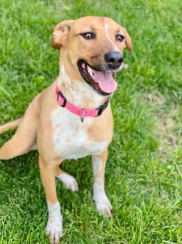 Labrador Retriever and Mixed Breed Dogs Available for Adoption in Urbandale, Iowa - Holland | PetCurious