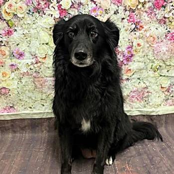Australian Shepherd and Labrador Retriever Dogs Available for Adoption in Largo, Florida - SADIE | PetCurious