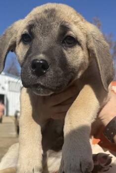 Mixed Breed Dogs Available for Adoption - Ranger | PetCurious