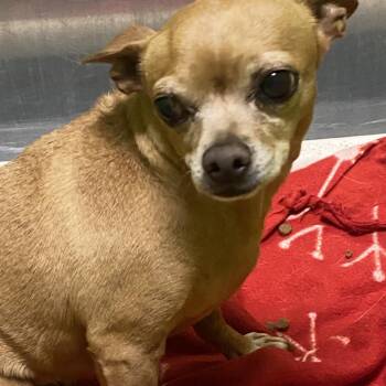 Chihuahua and Mixed Breed Dogs Available for Adoption - Donut | PetCurious
