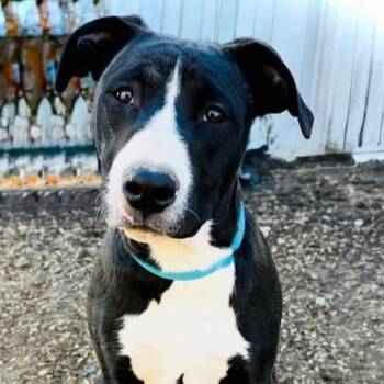 Pit Bull Terrier and Mixed Breed Dogs Available for Adoption in Alma, Wisconsin - Dexter | PetCurious