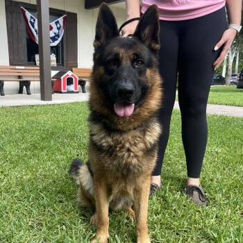 Rodger -  German Shepherd Dog Dog for Adoption in Loxahatchee Groves, Florida - Rodger | PetCurious