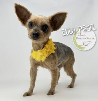 Eula Pearl -  Yorkshire Terrier Dog for Adoption in Benton, Louisiana - Eula Pearl | PetCurious
