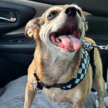 Rescue Chihuahua Dogs for Adoption in Marble Cliff, Ohio - Nala | PetCurious