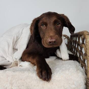 Labrador Retriever Dogs Available for Adoption in Fort Wayne, Indiana - Trident | PetCurious