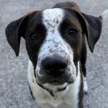 Jack -  Labrador Retriever and Pointer Dog for Adoption in Andersonville, Tennessee - Jack | PetCurious