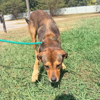 Davey -  Mixed Breed Dog for Adoption in Corinth, Mississippi - Davey | PetCurious