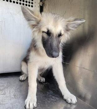 HEAVENSENT -  German Shepherd Dog Dog for Adoption in Rowlett, Texas - HEAVENSENT | PetCurious