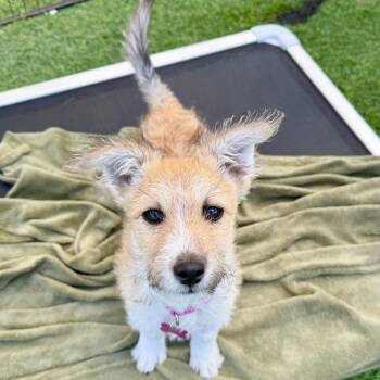 Jack Russell Terrier Dogs Available for Adoption in Agoura Hills, California - Jojo | PetCurious