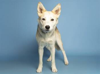 Siberian Husky Dogs Available for Adoption in Phoenix, Arizona - BIRDIE | PetCurious