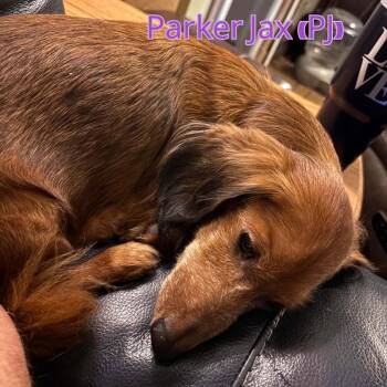 Parker Jax (PJ) -  Dachshund Dog for Adoption in San Antonio, Texas - Parker Jax (PJ) | PetCurious