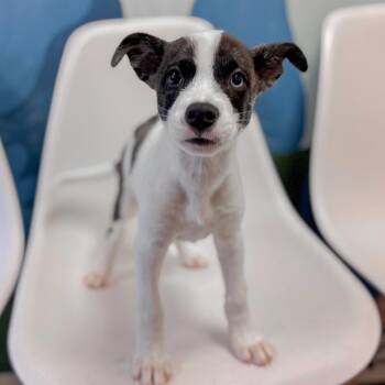 Acadia -  Husky and Mixed Breed Dog for Adoption in Springboro, Ohio - Acadia | PetCurious