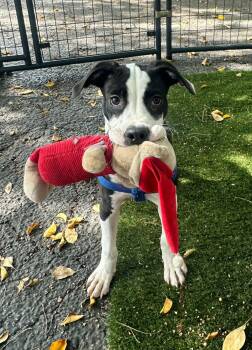 john -  Terrier Dog for Adoption in Margate, Florida - John | PetCurious