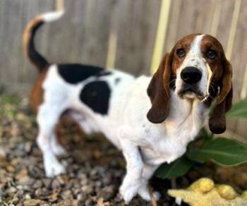 RIO -  Basset Hound Dog for Adoption in Hamilton, New Jersey - RIO | PetCurious