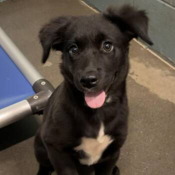 Faith -  Labrador Retriever and Australian Shepherd Dog for Adoption in Cedarburg, Wisconsin - Faith | PetCurious