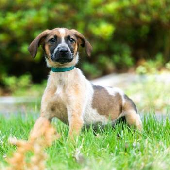 Captain -  Collie and Hound Dog for Adoption in Wake Forest, North Carolina - Captain | PetCurious