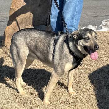 Lulu -  Shepherd and Labrador Retriever Dog for Adoption in Little Rock, Arkansas - Lulu | PetCurious