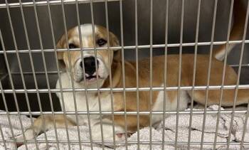 Pit Bull Terrier and Catahoula Leopard Dog Dogs Available for Adoption - Sid | PetCurious