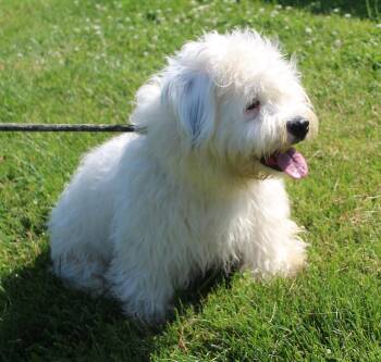 Flopsy (11998) -  Poodle Dog for Adoption in Heath, Ohio - Flopsy (11998) | PetCurious