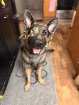 German Shepherd Dog Dogs Available for Adoption in Naperville, Illinois - Murphy | PetCurious