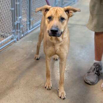 Shepherd Dogs Available for Adoption - Mochi | PetCurious