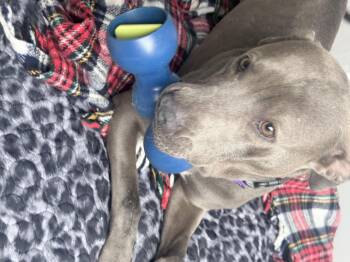 Pit Bull Terrier Dogs Available for Adoption - Hazel | PetCurious