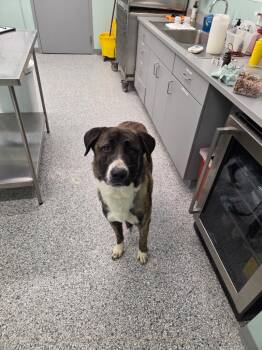 Toby -  Terrier Dog for Adoption in Athens, Tennessee - Toby | PetCurious