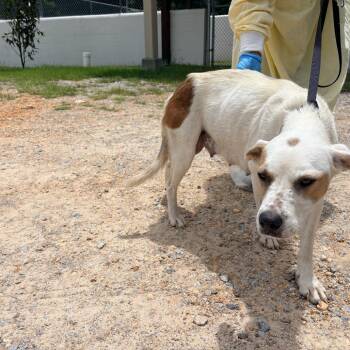 La Fofo Nana 0840 -  Mixed Breed Dog for Adoption in Loxahatchee Groves, Florida - La Fofo Nana 0840 | PetCurious