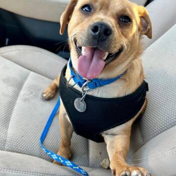 Dachshund and Chihuahua Dogs Available for Adoption in Peculiar, Missouri - Marshall | PetCurious