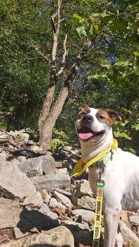 Rescue Terrier Dogs for Adoption in Pegram, Tennessee - STAR | PetCurious