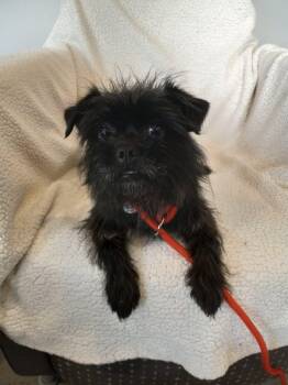 Gretel -  Affenpinscher Dog for Adoption in Phoenix, Arizona - Gretel | PetCurious