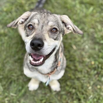 Rescue Mixed Breed Dogs for Adoption in Mettawa, Illinois - Donkey- Happy Go Lucky Guy | PetCurious
