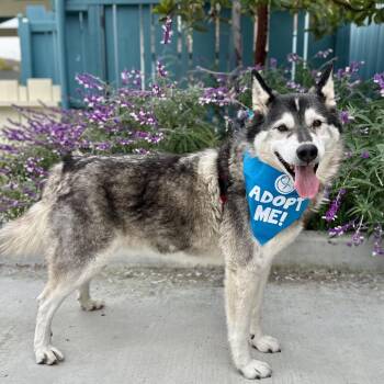Malcolm -  Husky Dog for Adoption in Pacific Grove, California - Malcolm | PetCurious