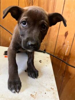 Darlene -  Pit Bull Terrier Dog for Adoption in Benton, Arkansas - Darlene | PetCurious