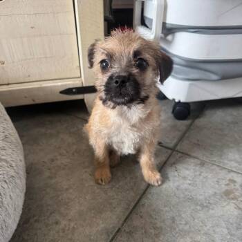 Mixed Breed Dogs Available for Adoption - Artemis | PetCurious