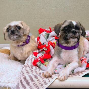 Walter -  Shih Tzu and Mixed Breed Dog for Adoption in Woodinville, Washington - Walter | PetCurious