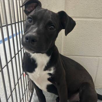Mixed Breed Dogs Available for Adoption in St. Joseph, Michigan - Midnight | PetCurious