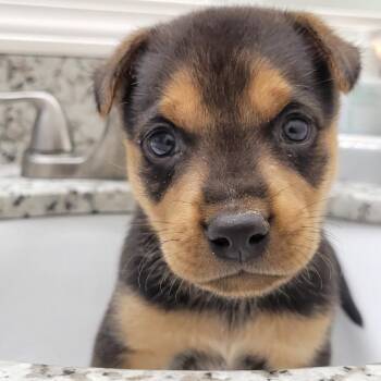 Fletcher -  Rottweiler and German Shepherd Dog Dog for Adoption in Houston, Texas - Fletcher | PetCurious