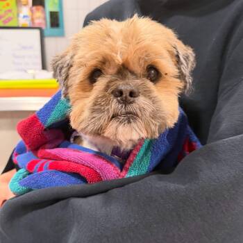 Dansir -  Shih Tzu Dog for Adoption in Foster, Rhode Island - Dansir | PetCurious